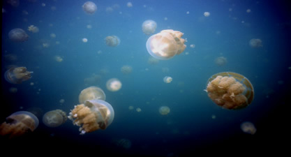 Jelly fish